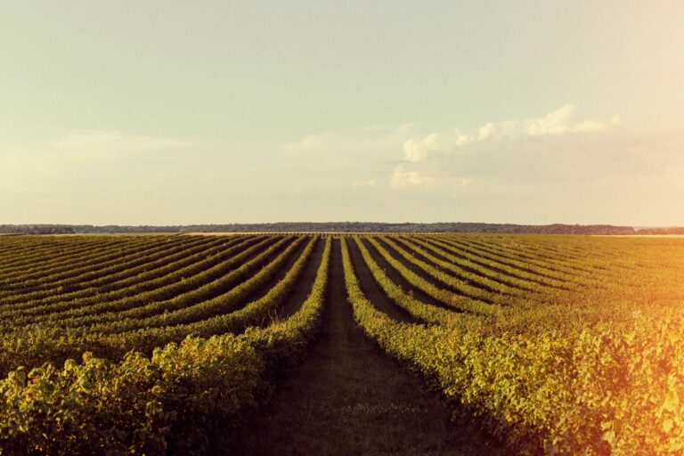beautiful retro nature with field scaled 2